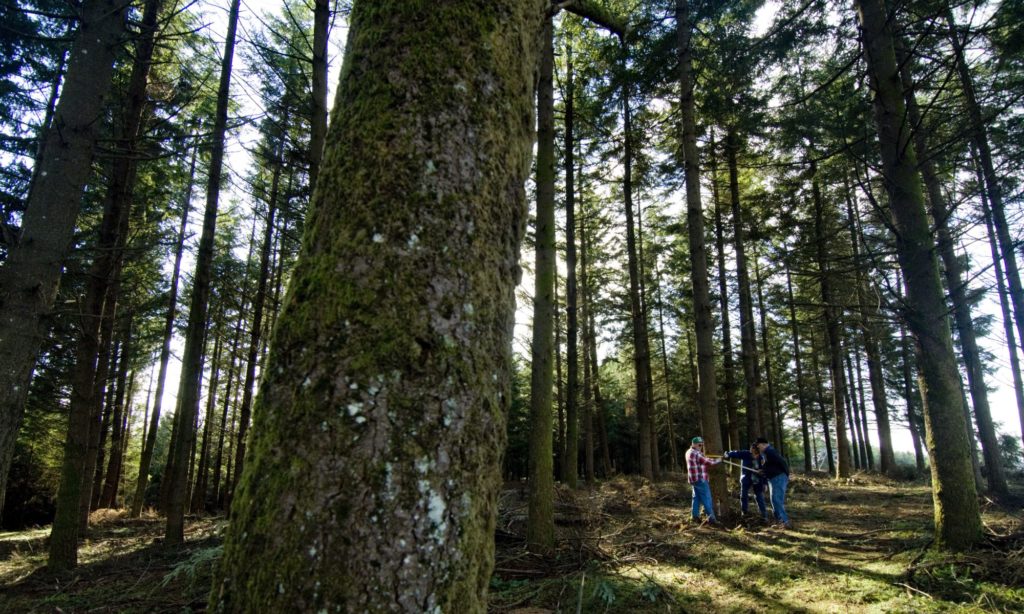 Three people measure a tree trunk diameter in a dense conifer forest.